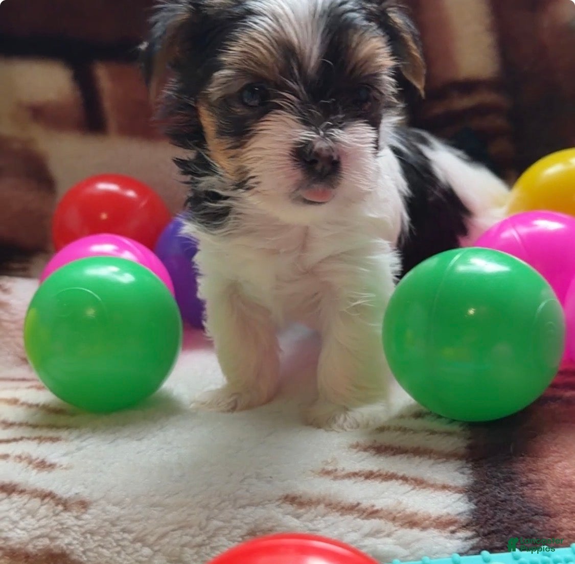 Yorkshire Terrier dogs Fendi | Yorkshire Terrier 5 - Ad 1