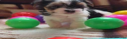 Yorkshire Terrier dogs for sale: Fendi | Yorkshire Terrier 5 - Ad 1