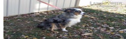 Miniature Australian Shepherd dogs for sale: Polly - Ad 6