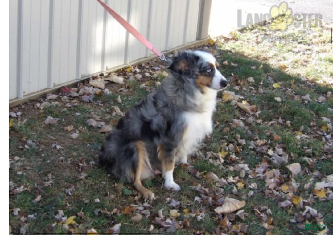 Miniature Australian Shepherd dogs for sale: Polly - Ad 6