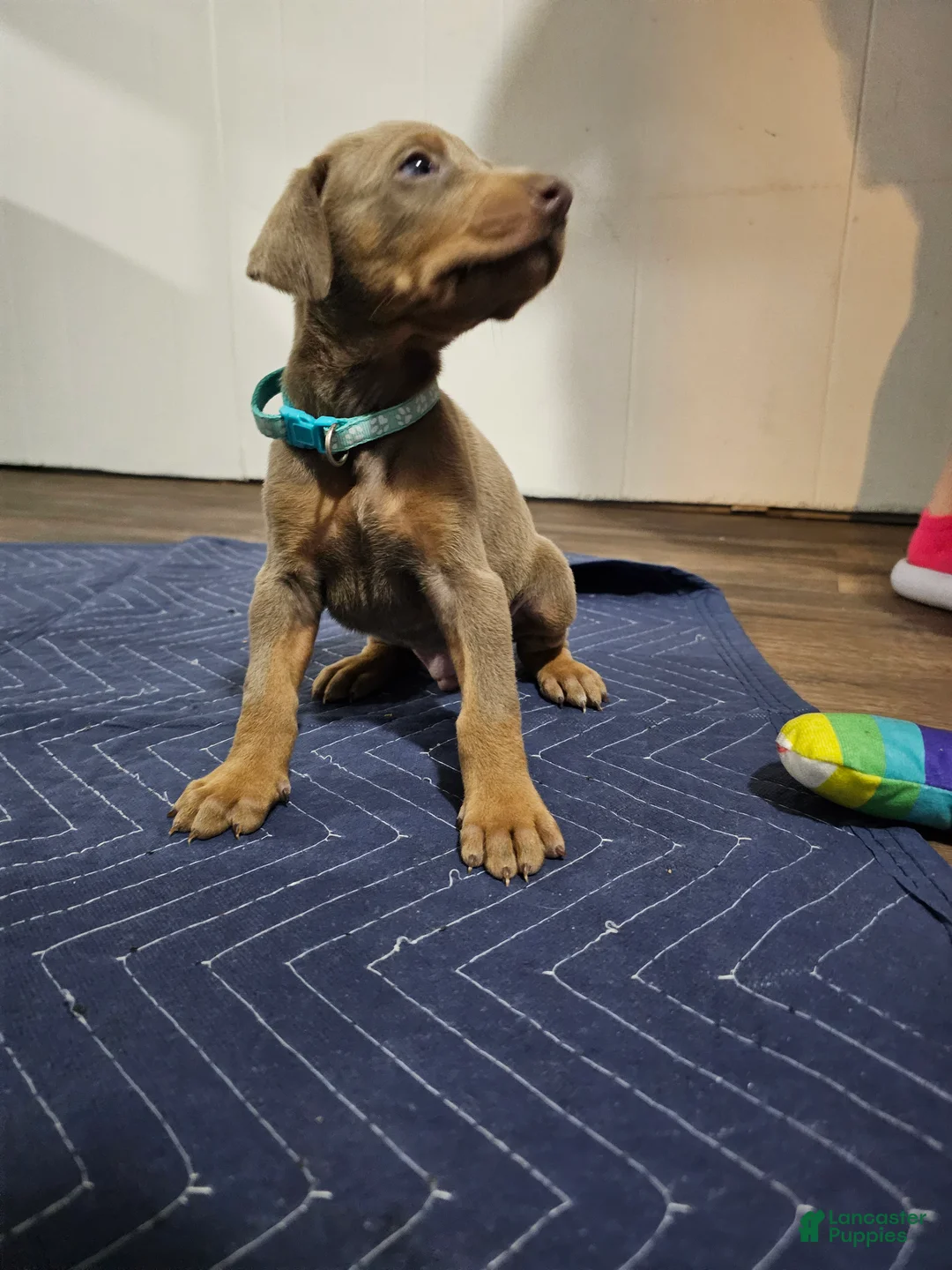 Doberman Pinscher dogs for sale: Doberman Pinscher 5 - Ad 2