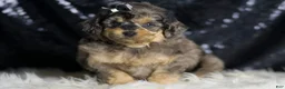 Mini Goldendoodle dogs for sale: Remington - Ad 5