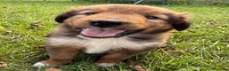 Mixed Breed dogs for sale: Floppy - Ad 6