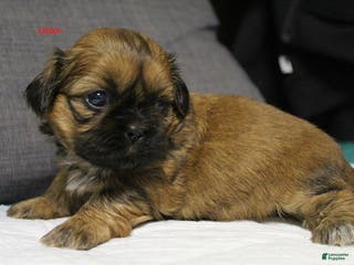 Shih Tzu dogs Link - Ad 31