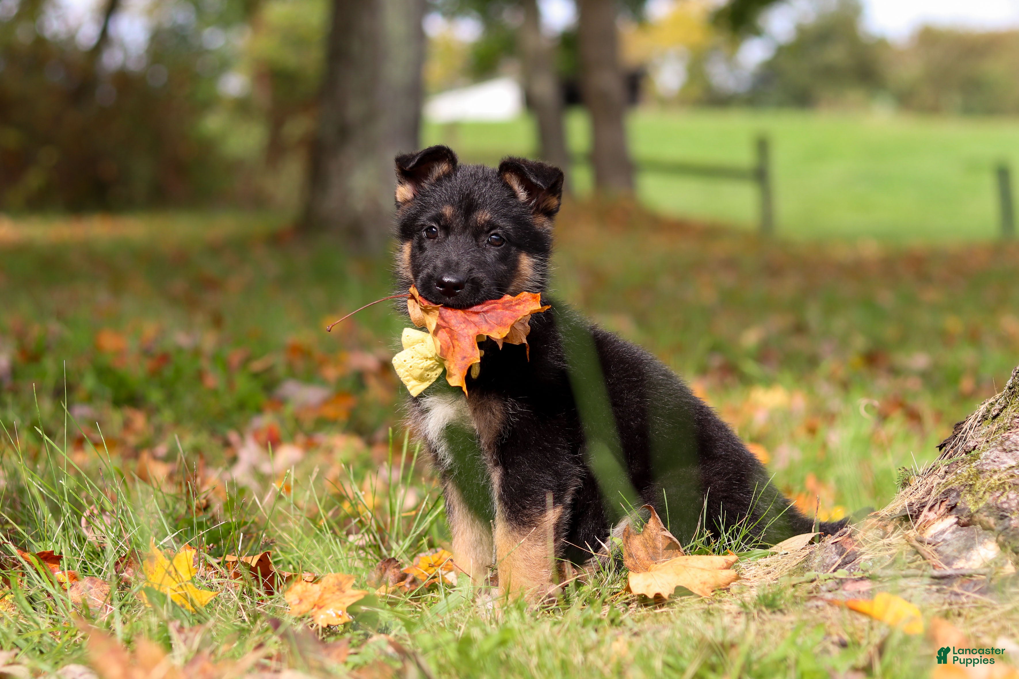 German Shepherd dogs Ryan - Ad 1