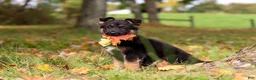 German Shepherd dogs for sale: Ryan - Ad 1