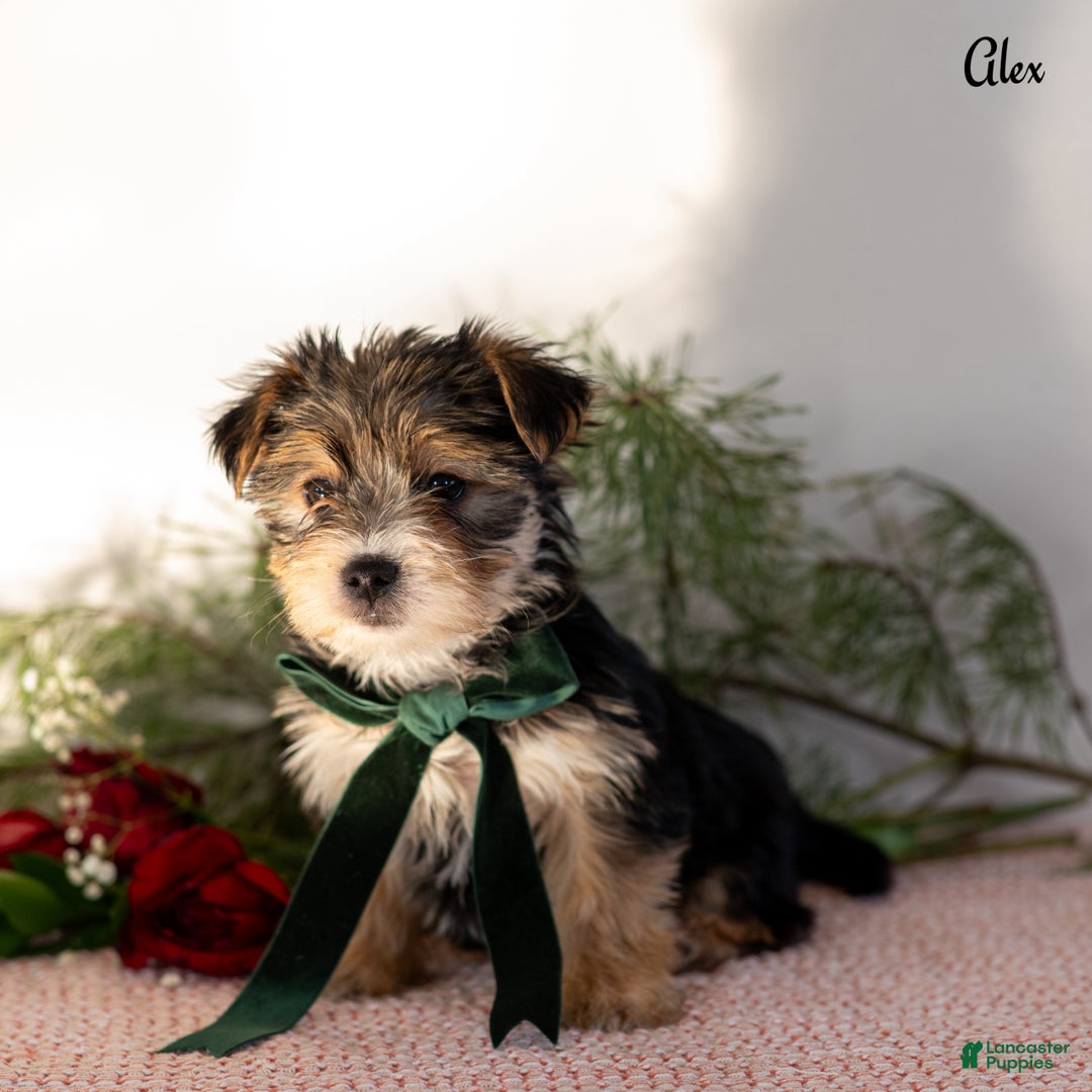 Morkie dogs for sale: Alex - Ad 2