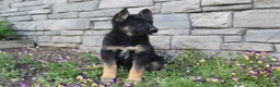 German Shepherd dogs for sale: Diva - Ad 7