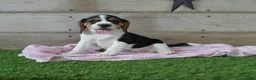 Beagle dogs for sale: Jewel - Ad 5