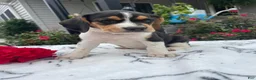 Beagle dogs for sale: Lady - Ad 1