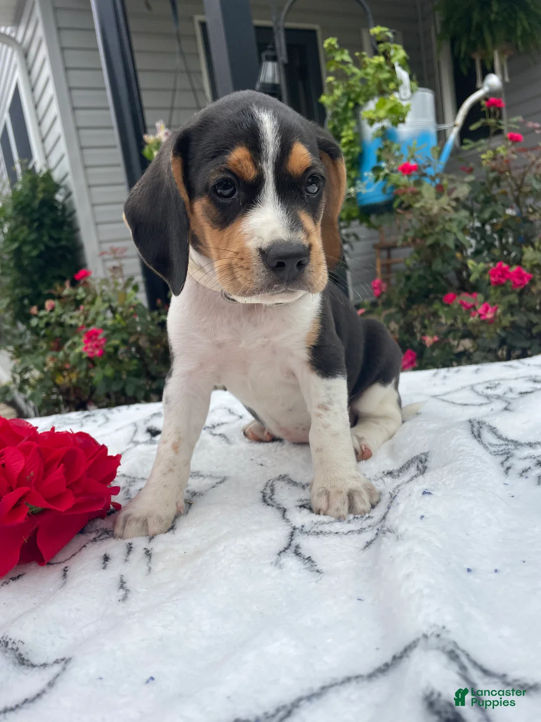 Beagle dogs for sale: Lady - Ad 1