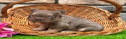 French Bulldog dogs for sale: Bliss - Ad 3