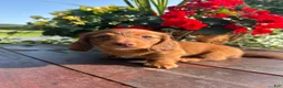 Miniature Dachshund dogs for sale: Tanner - Ad 3