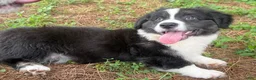 Welsh Corgi Cardigan dogs for sale: Ace FLUFFY - Ad 2