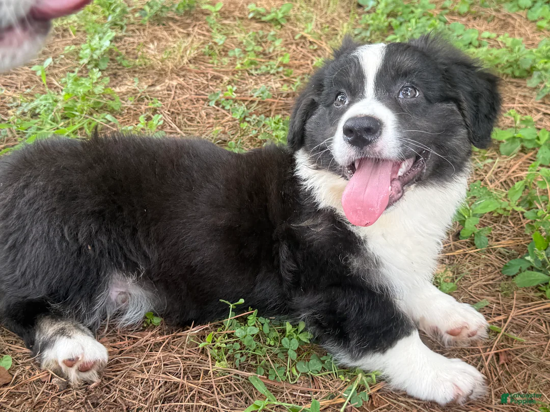 Welsh Corgi Cardigan dogs for sale: Ace FLUFFY - Ad 2