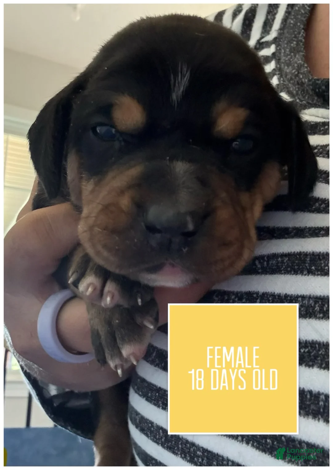 Catahoula Leopard Dog dogs for sale: Yellow, Female - Ad 4