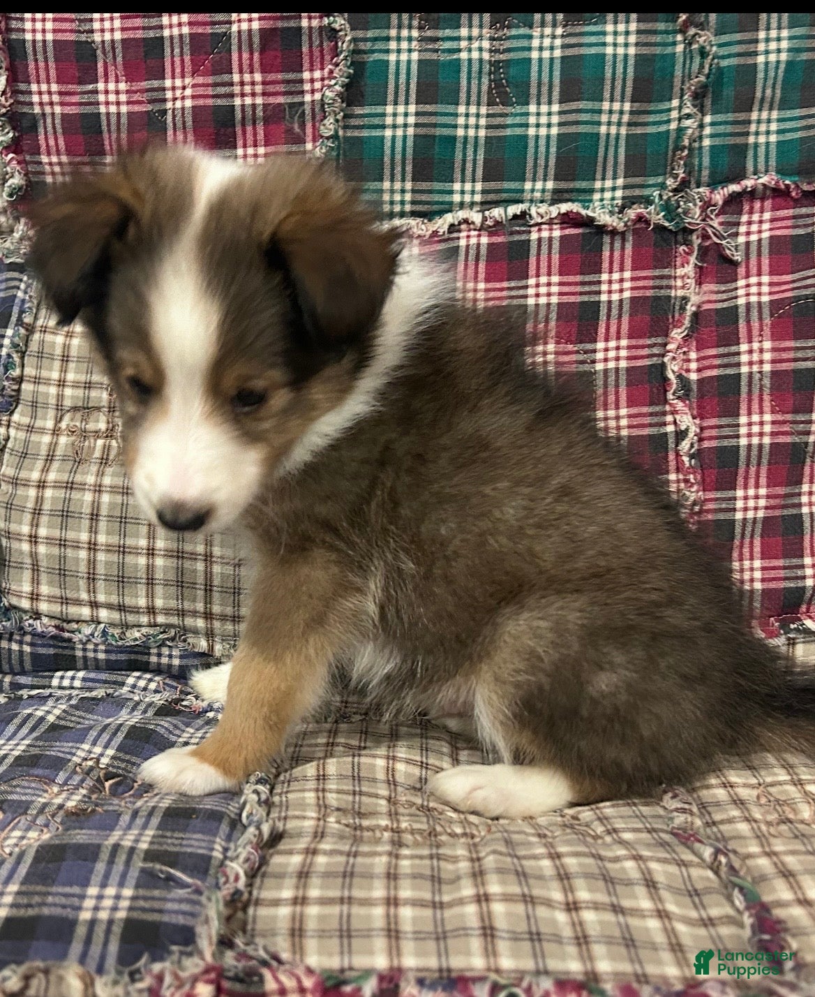 Shetland Sheepdog dogs Finn - Ad 1