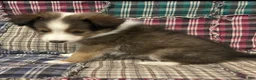 Shetland Sheepdog dogs for sale: Finn - Ad 1