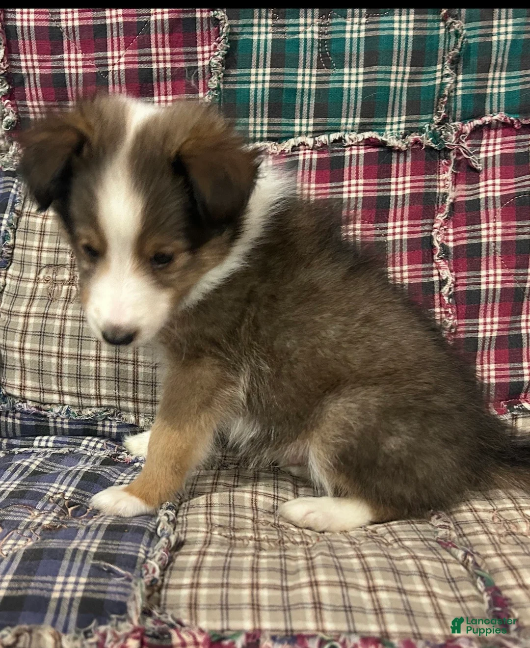 Shetland Sheepdog dogs for sale: Finn - Ad 1