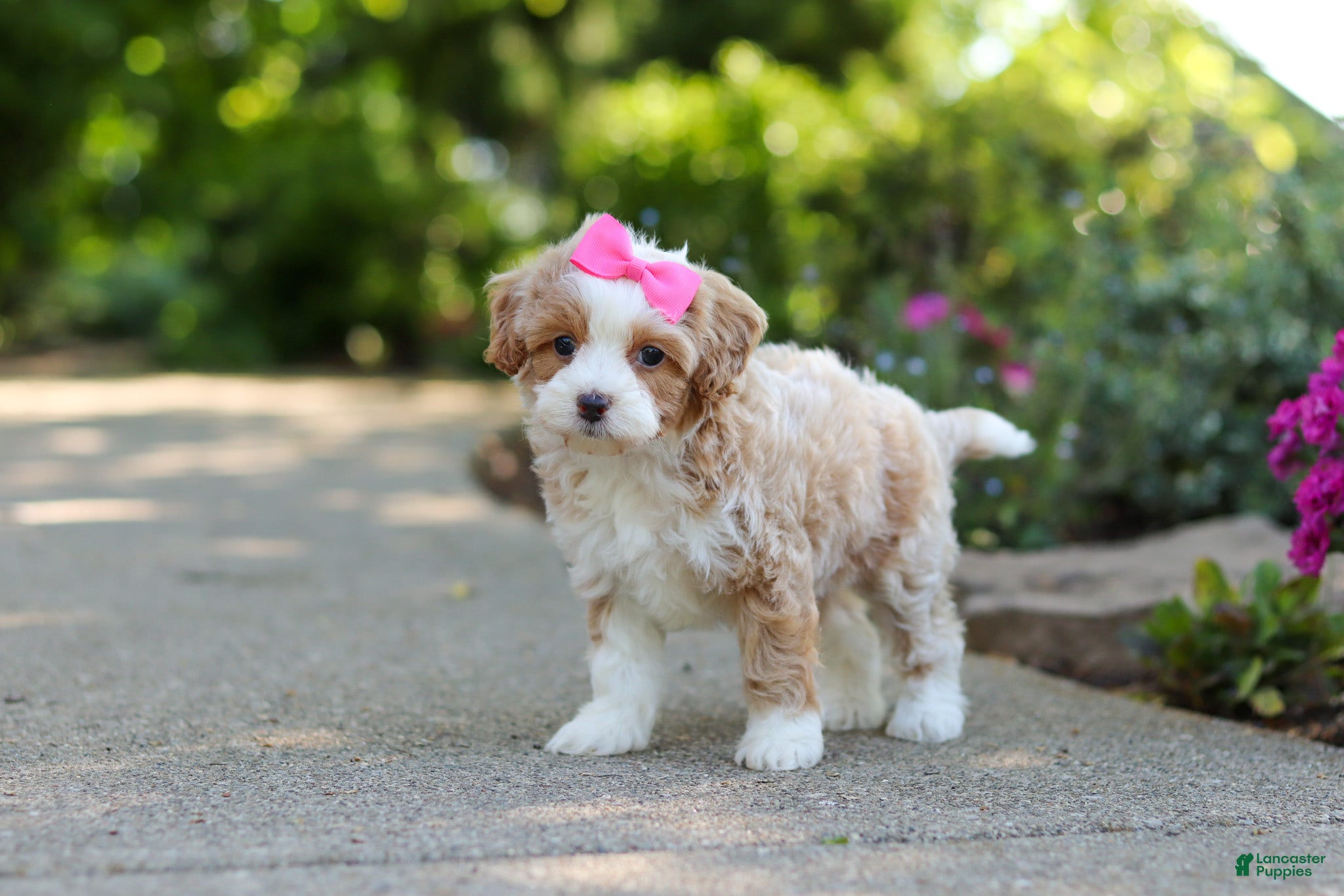 Cavapoo dogs for sale: Haven - Ad 5