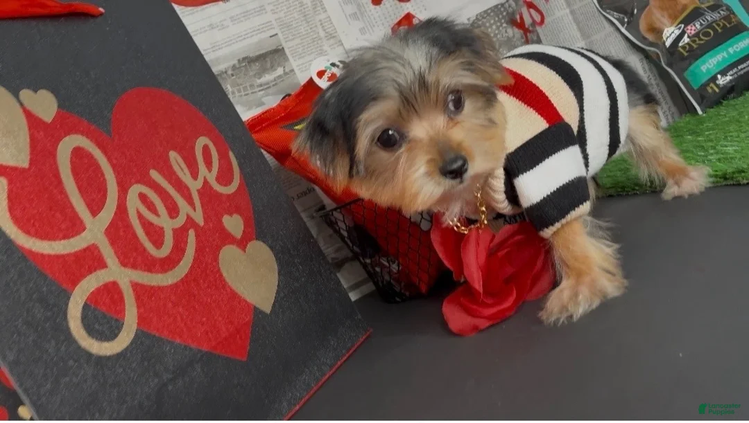 Yorkshire Terrier dogs for sale: Halo - Ad 2