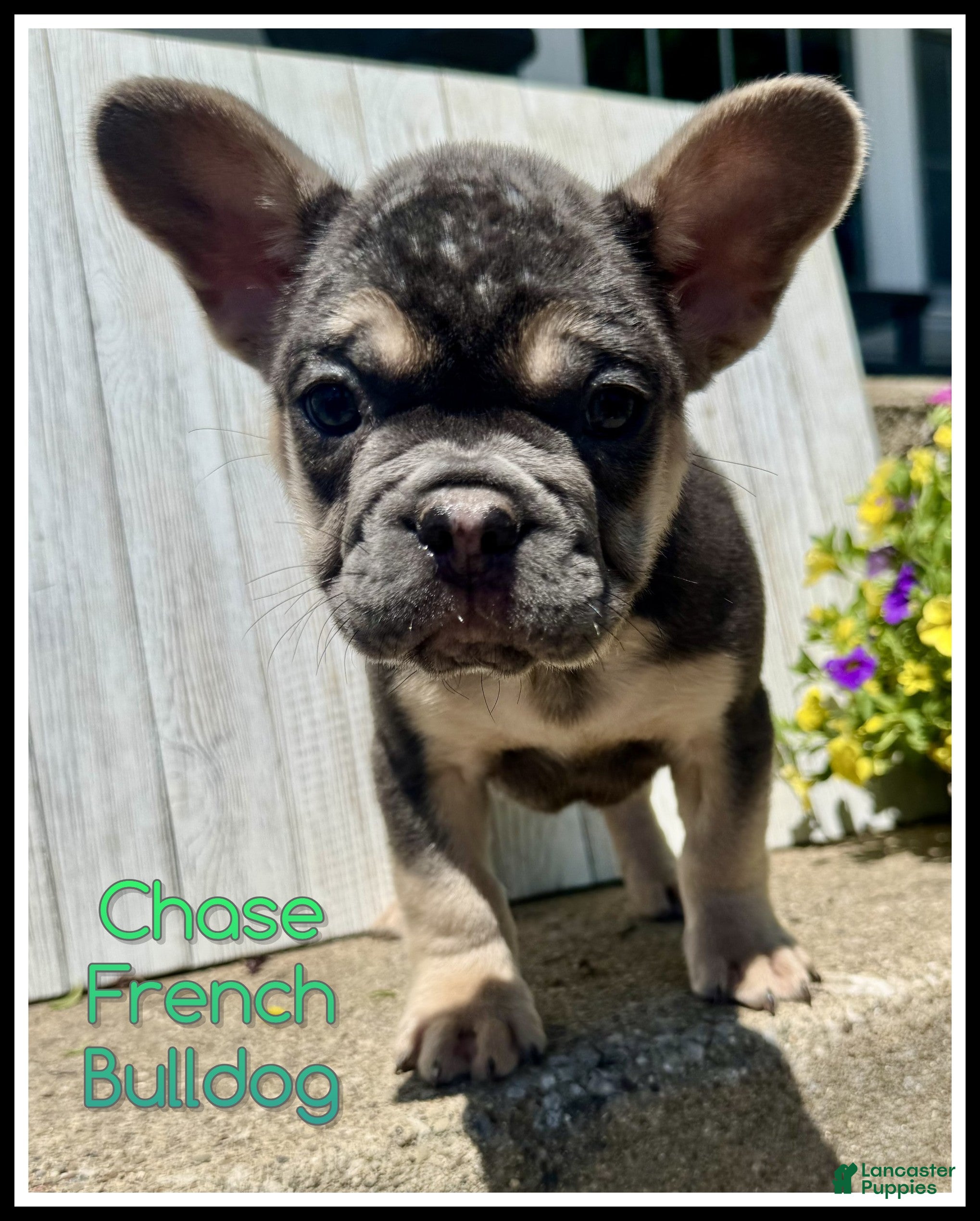 French Bulldog dogs Chase - Ad 1