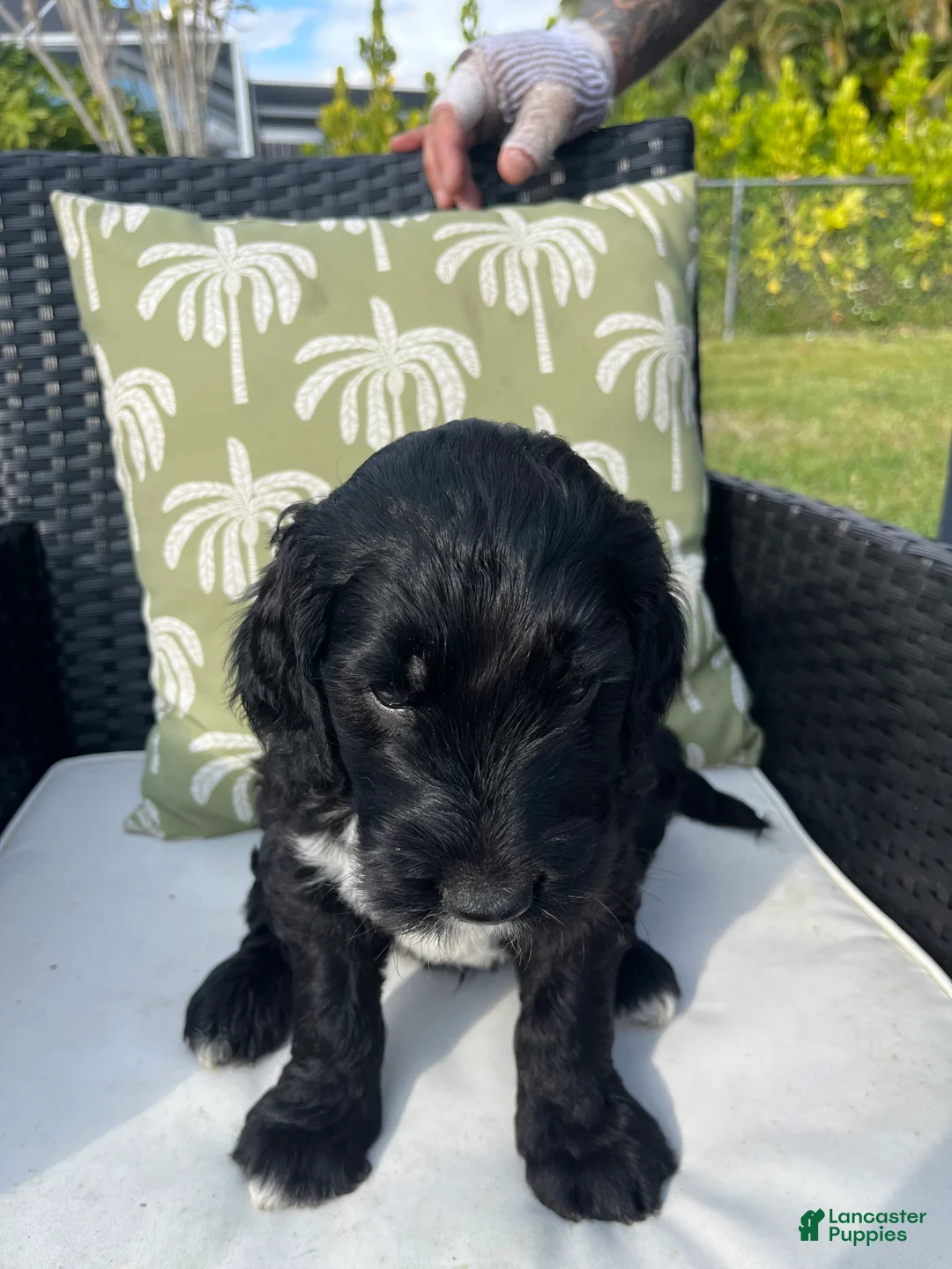 Goldendoodle dogs for sale: Jerry - Ad 3