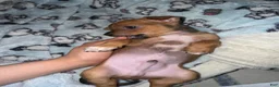 Mixed Breed dogs for sale: Vinny  - Ad 2