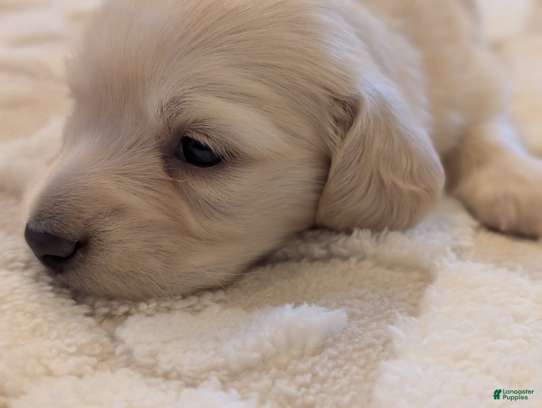 Miniature Dachshund dogs for sale: Miniature Dachshund Puppy 2 - Ad 3