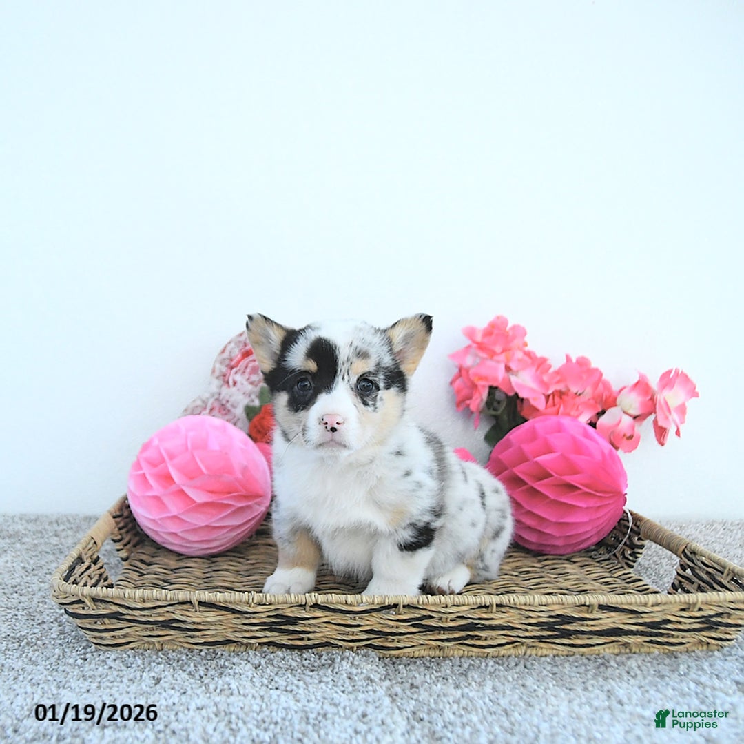 Welsh Corgi Pembroke dogs for sale: Jewel - Ad 5