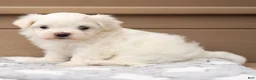 Maltese dogs for sale: Lincoln Maltese Puppy - Ad 8
