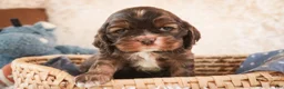 Cocker Spaniel dogs for sale: Cocoa - Ad 3