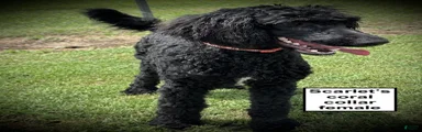 AKC Scarlet's Coral Collar Female