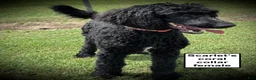 Standard Poodle dogs for sale: AKC Scarlet's Coral Collar Female - Ad 1