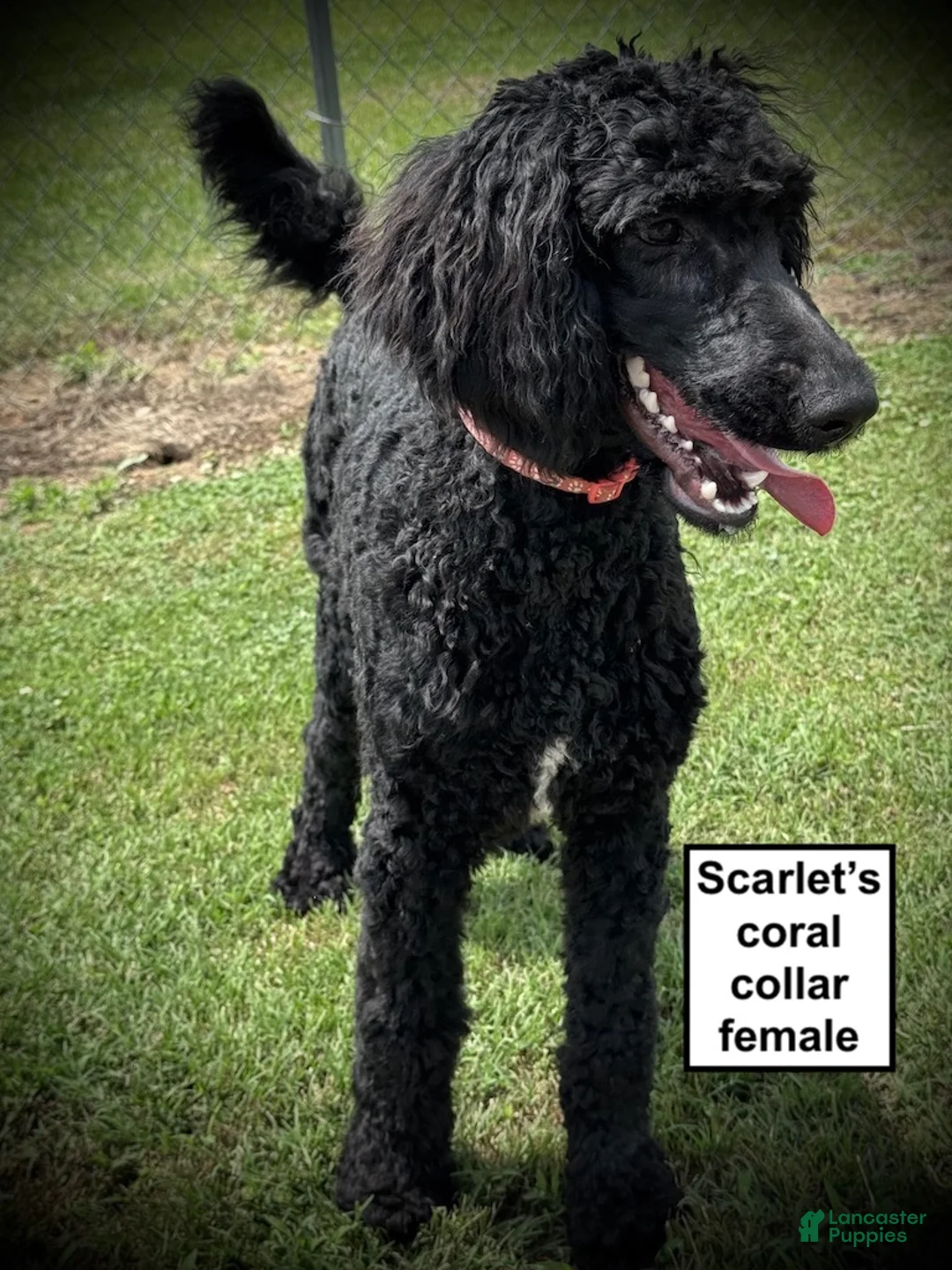 Standard Poodle dogs for sale: AKC Scarlet's Coral Collar Female - Ad 1