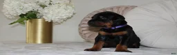 Doberman Pinscher dogs for sale: Luna - Ad 6
