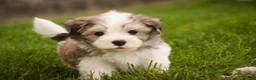 Havanese dogs for sale: Darcy Havanese  - Ad 13
