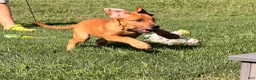 Great Dane dogs for sale: Melody  - Ad 3