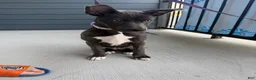 Mixed Breed dogs for sale: Tåsi - Ad 3