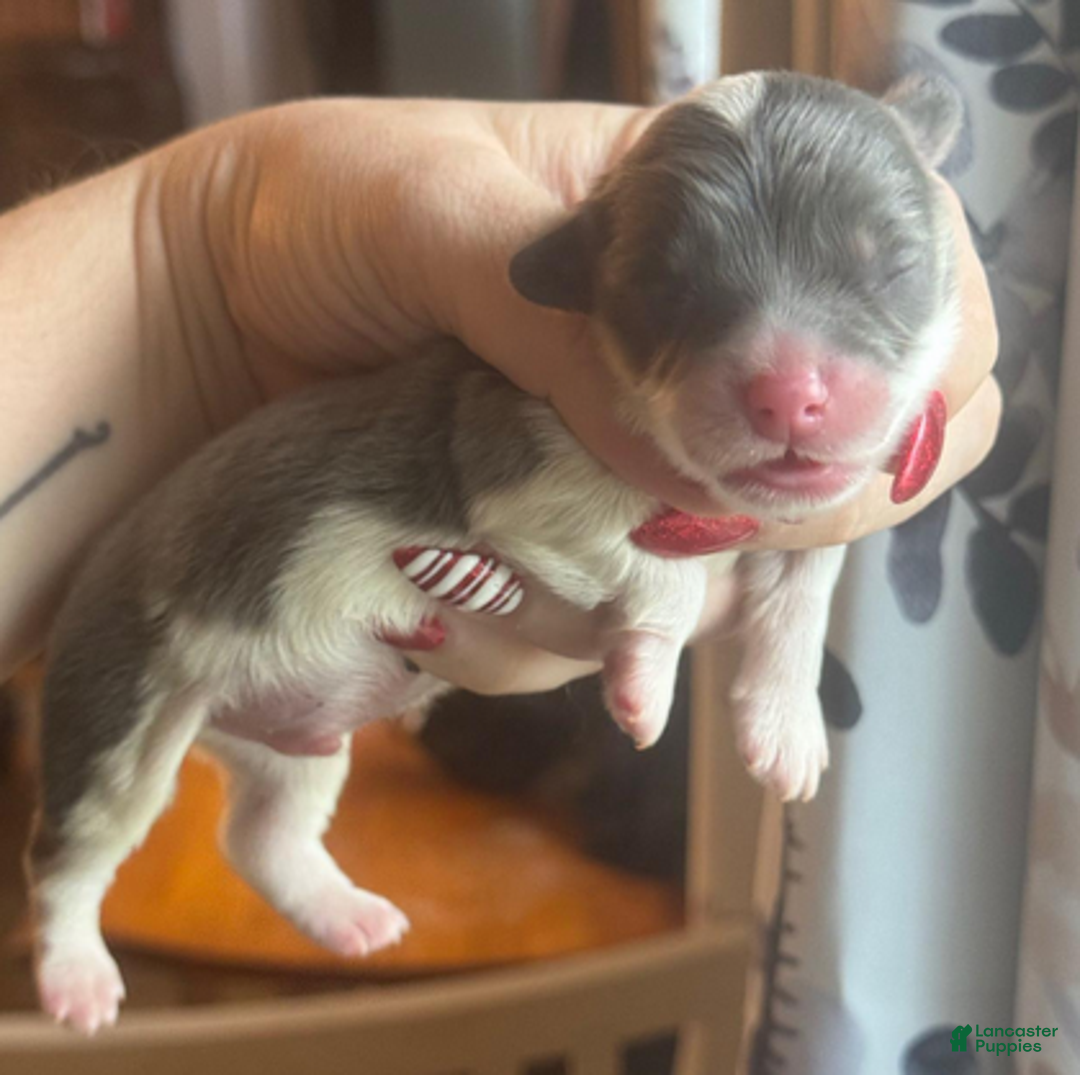 Welsh Corgi Pembroke dogs for sale: Bentley (fluffy) - Ad 4