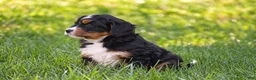 Mixed Breed dogs for sale: Sutton - Mini Bernedoodle - Ad 5