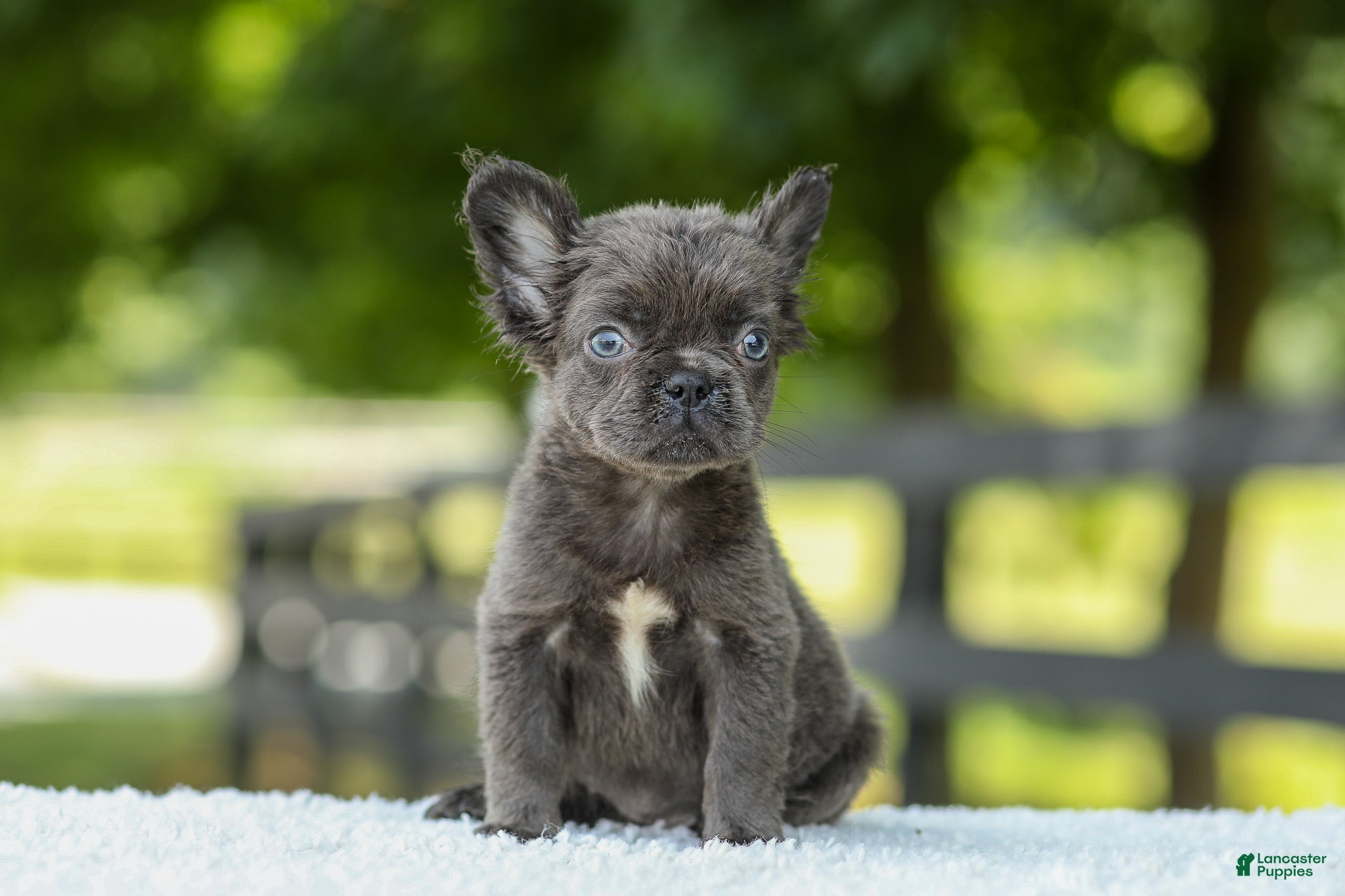 French Bulldog dogs Kate - Ad 2