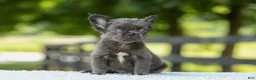 French Bulldog dogs for sale: Kate - Ad 2
