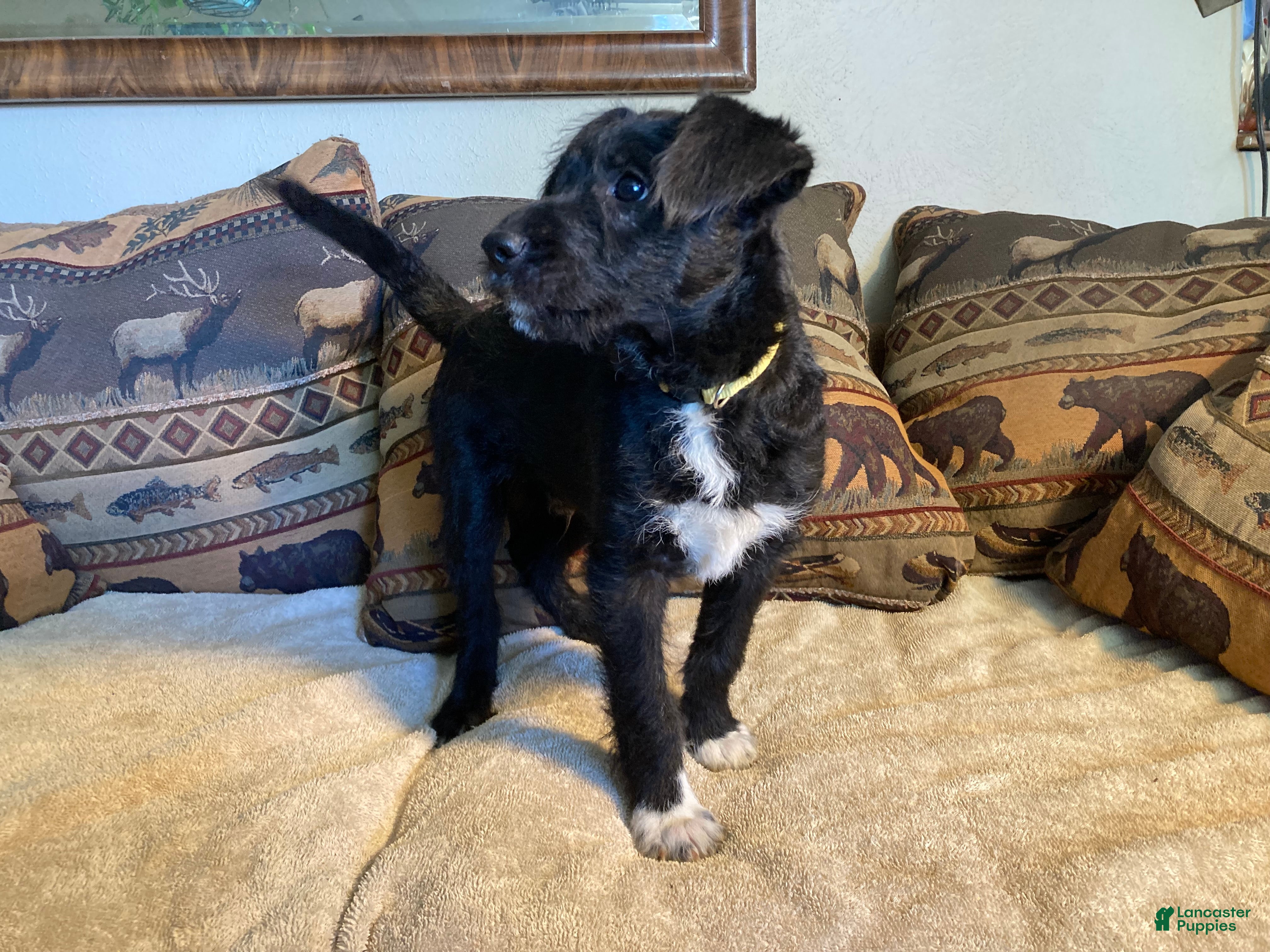 Bordoodle dogs Bordoodle Puppy Leo - Ad 2