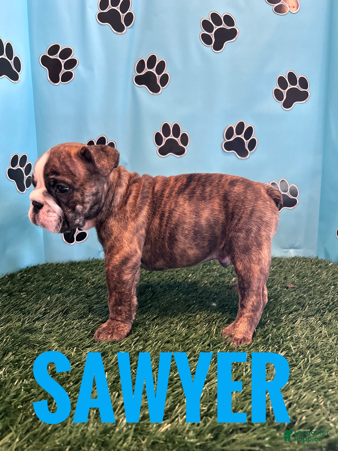 English Bulldog dogs for sale: SAWYER - Ad 5