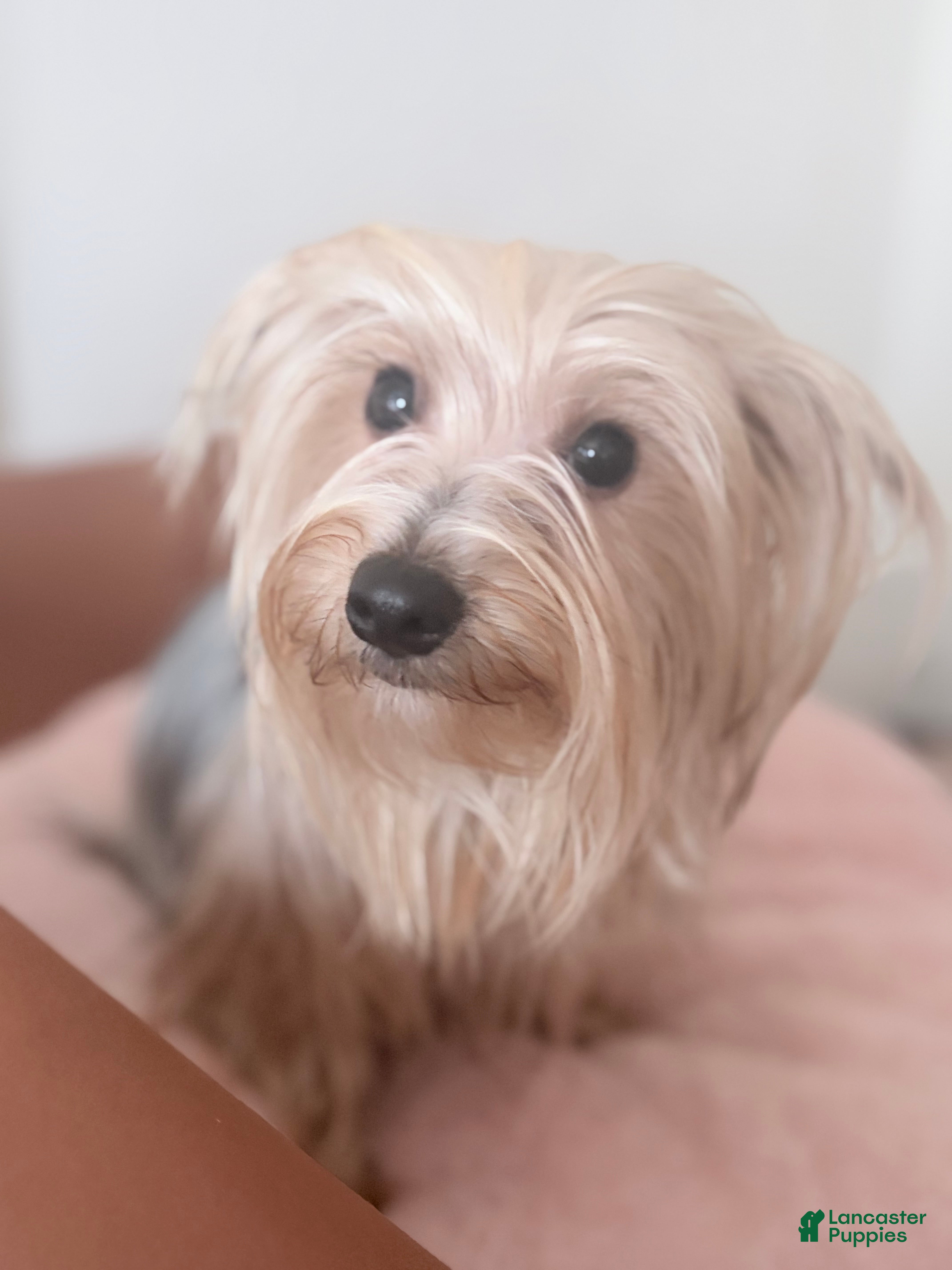 Morkie dogs Luna - Ad 36