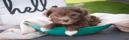 Havanese dogs for sale: Gatsby Havanese  - Ad 16