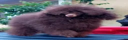 Toy Poodle dogs for sale: Ferrero AKC 42 Champion Lines  - Ad 6