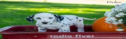 Dalmatian dogs for sale: Duke - Ad 3
