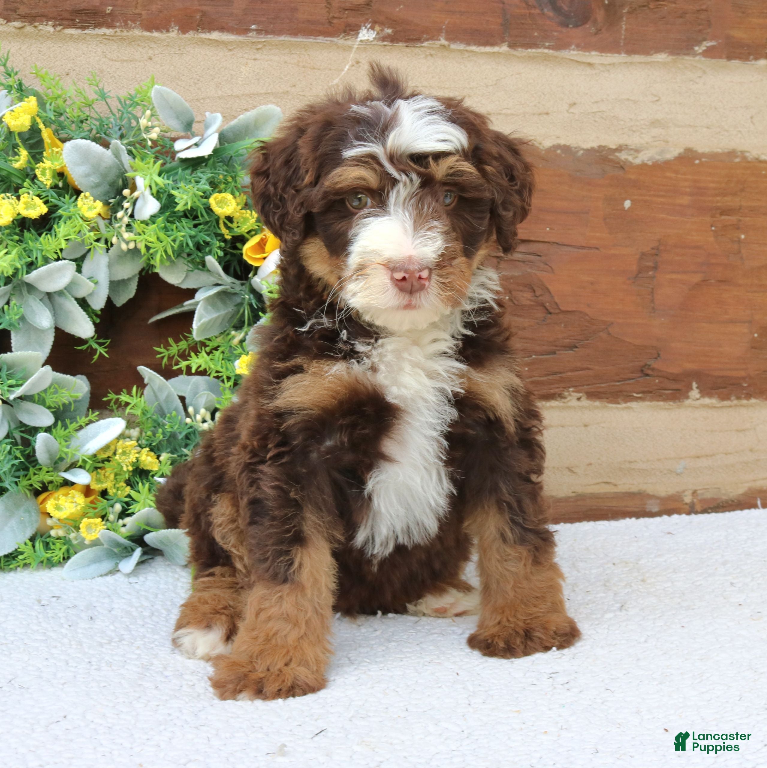 Mini Bernedoodle dogs Merlin  - Ad 1